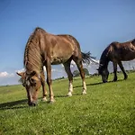 Daire Bauernhof Urlaub Im 